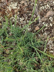 Dianthus humilis