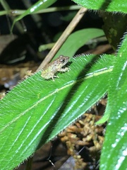 Pristimantis diadematus