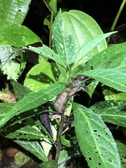 Gelanesaurus flavogularis