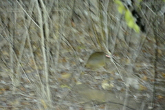 Petrodromus tetradactylus