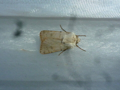 Agrotis cinerea