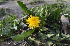 Taraxacum officinale