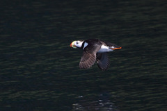 Fratercula corniculata