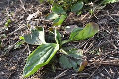 Plantago major