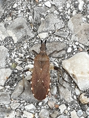 Dicranocephalus agilis