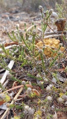 Phylica thunbergiana