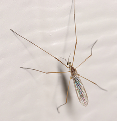 Ellipteroides