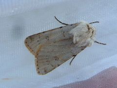 Agrotis cinerea