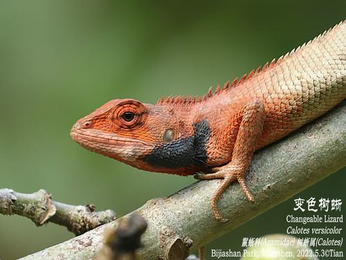 Wang’s Garden Lizard, photo 9 of 9
