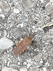 Dicranocephalus agilis