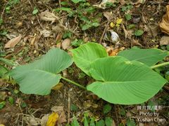 Schismatoglottis kotoensis