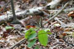 Graphium porthaon