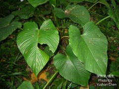 Schismatoglottis kotoensis