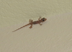 Hemidactylus boavistensis