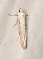 Haplochrois bipunctella