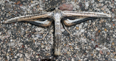 Meskea dyspteraria