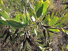 Rafnia racemosa