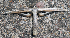Meskea dyspteraria