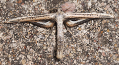 Meskea dyspteraria
