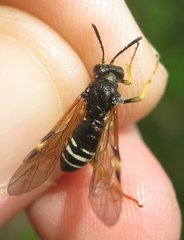 Tenthredo koehleri