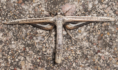 Meskea dyspteraria