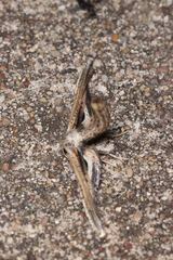 Meskea dyspteraria