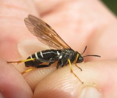 Tenthredo koehleri