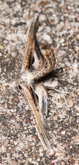 Meskea dyspteraria