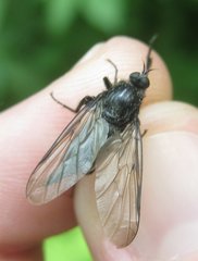 Empis ciliata