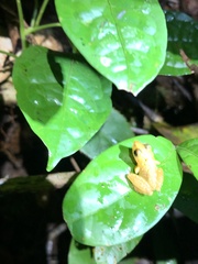 Pristimantis altamnis