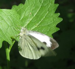 Pieris brassicae