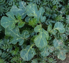 Solanum rostratum