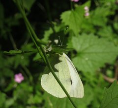 Pieris brassicae