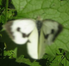Pieris brassicae