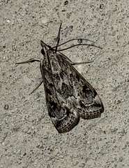 Loxostege allectalis