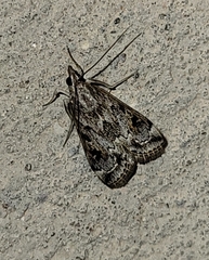 Loxostege allectalis