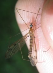 Neolimonia dumetorum