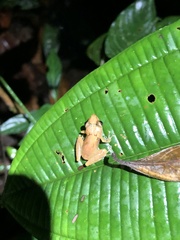 Pristimantis altamnis