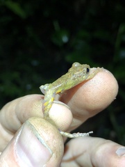 Pristimantis diadematus