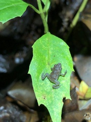 Rhinella festae