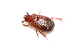 Ochodaeus