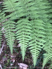 Macrothelypteris