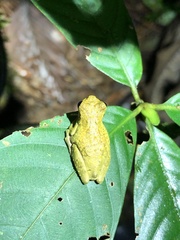 Dendropsophus parviceps