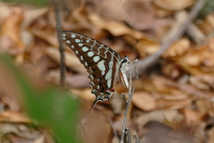 Graphium porthaon
