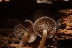 Trichocybe