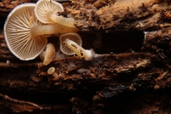 Trichocybe
