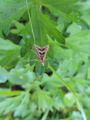 Diasemia
