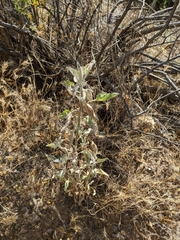 Ambrosia ambrosioides