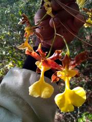 Oncidium unguiculatum