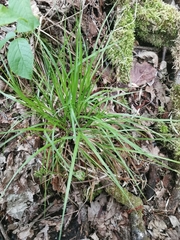 Carex elongata